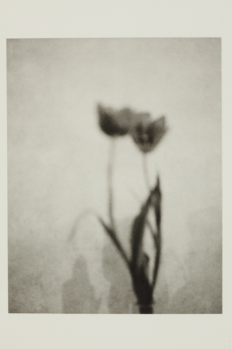 backtalk.PattiSmithTulips