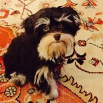 Ruby-SixMonths-MeredithRamsey