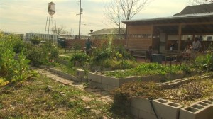 Growing-in-the-Desert