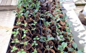 ReFresh Project Community Farm