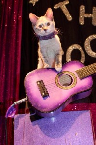 NOLA on guitar, Acro-Cats