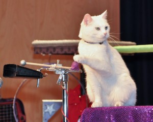 Tuna on cowbell, Acro-Cats