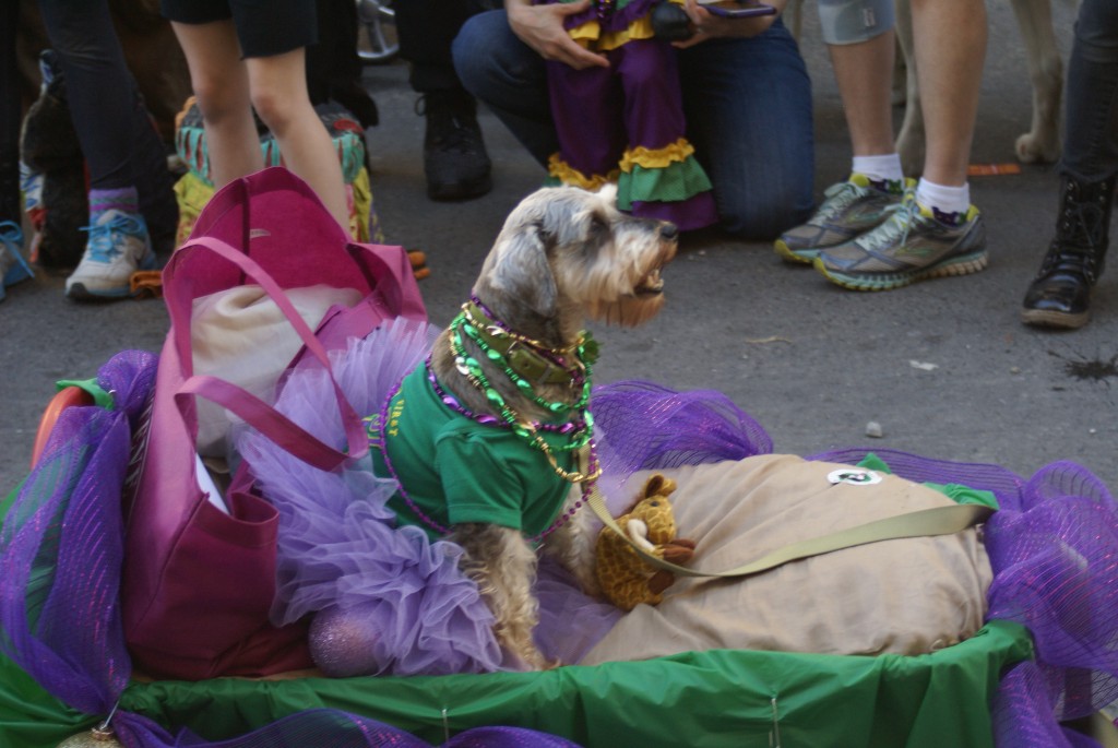 Krewe of Barkus Parade 2015, Photo by Laura DeFazio, OffBeat Magazine
