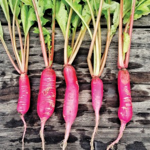 Shunkyo Radish...
</p>
<div class=